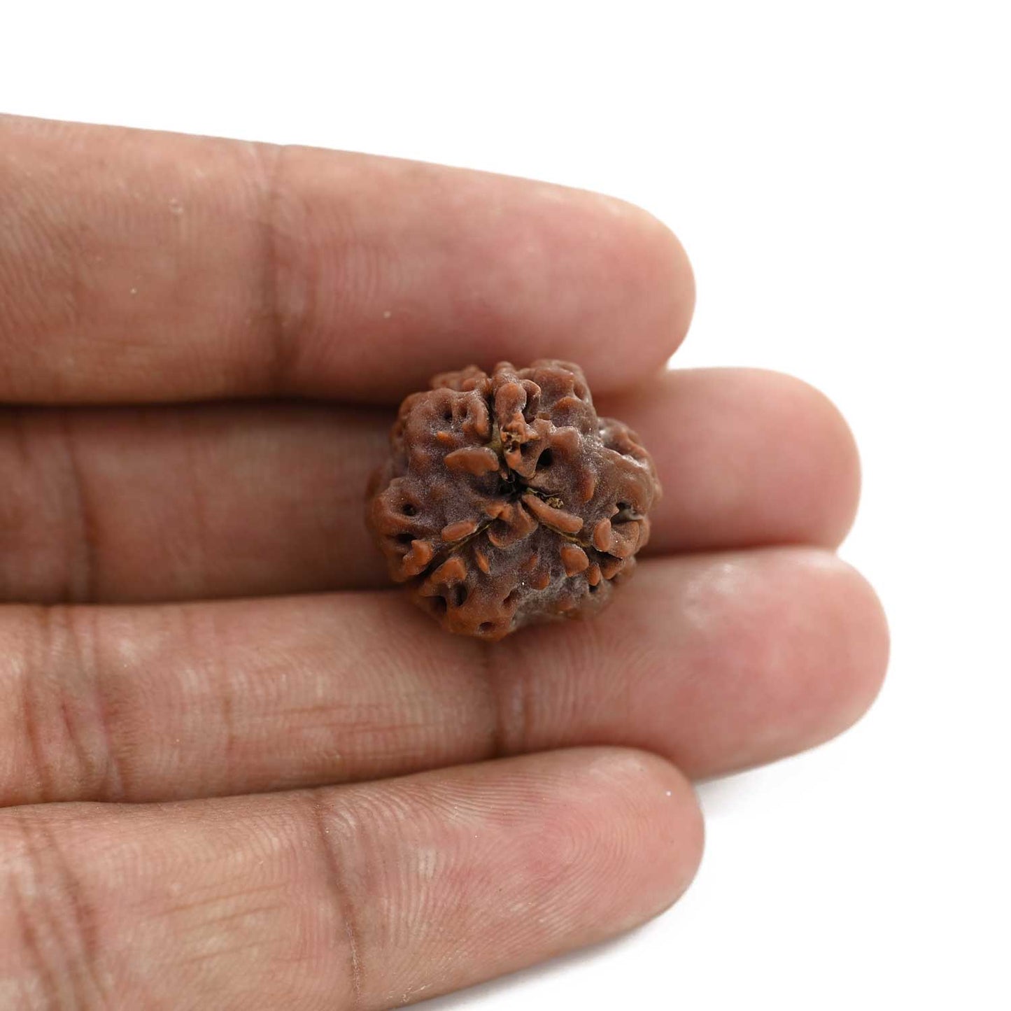 3 Mukhi Rudraksha (Nepal) 21.04 M.M.
