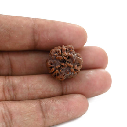 3 Mukhi Rudraksha (Nepal) 21.04 M.M.
