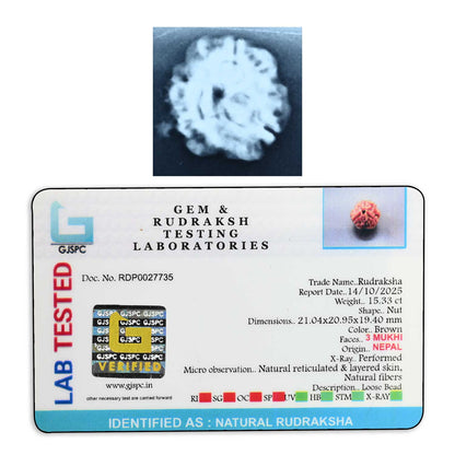 3 Mukhi Rudraksha (Nepal) 21.04 M.M.