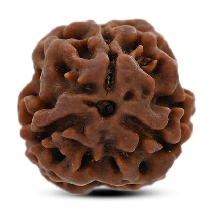 3 Mukhi Rudraksha (Nepal) 20.60 M.M.