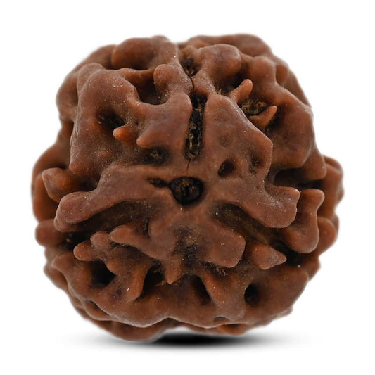3 Mukhi Rudraksha (Nepal) 20.60 M.M.