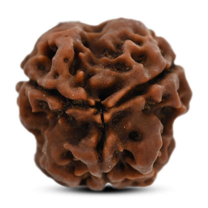 3 Mukhi Rudraksha (Nepal) 20.60 M.M.