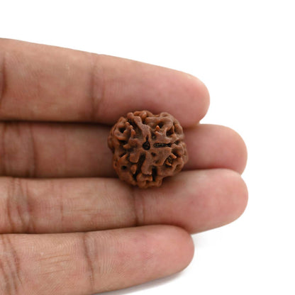 3 Mukhi Rudraksha (Nepal) 20.60 M.M.