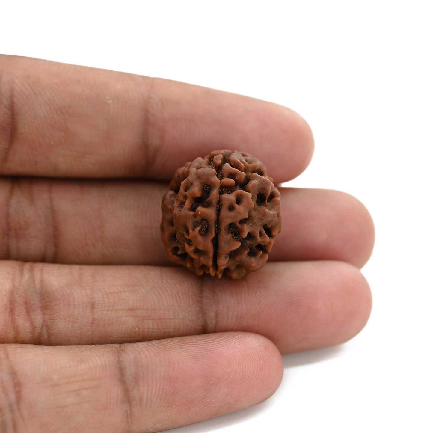 3 Mukhi Rudraksha (Nepal) 20.60 M.M.