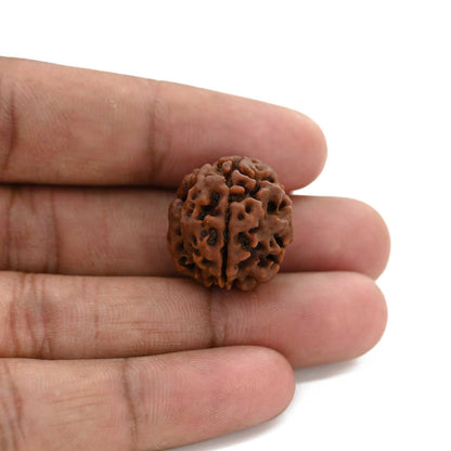 3 Mukhi Rudraksha (Nepal) 20.60 M.M.