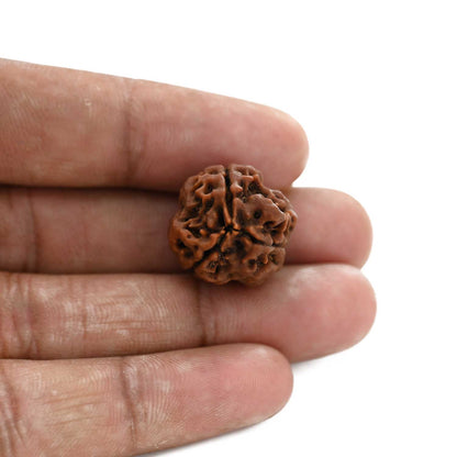 3 Mukhi Rudraksha (Nepal) 20.60 M.M.