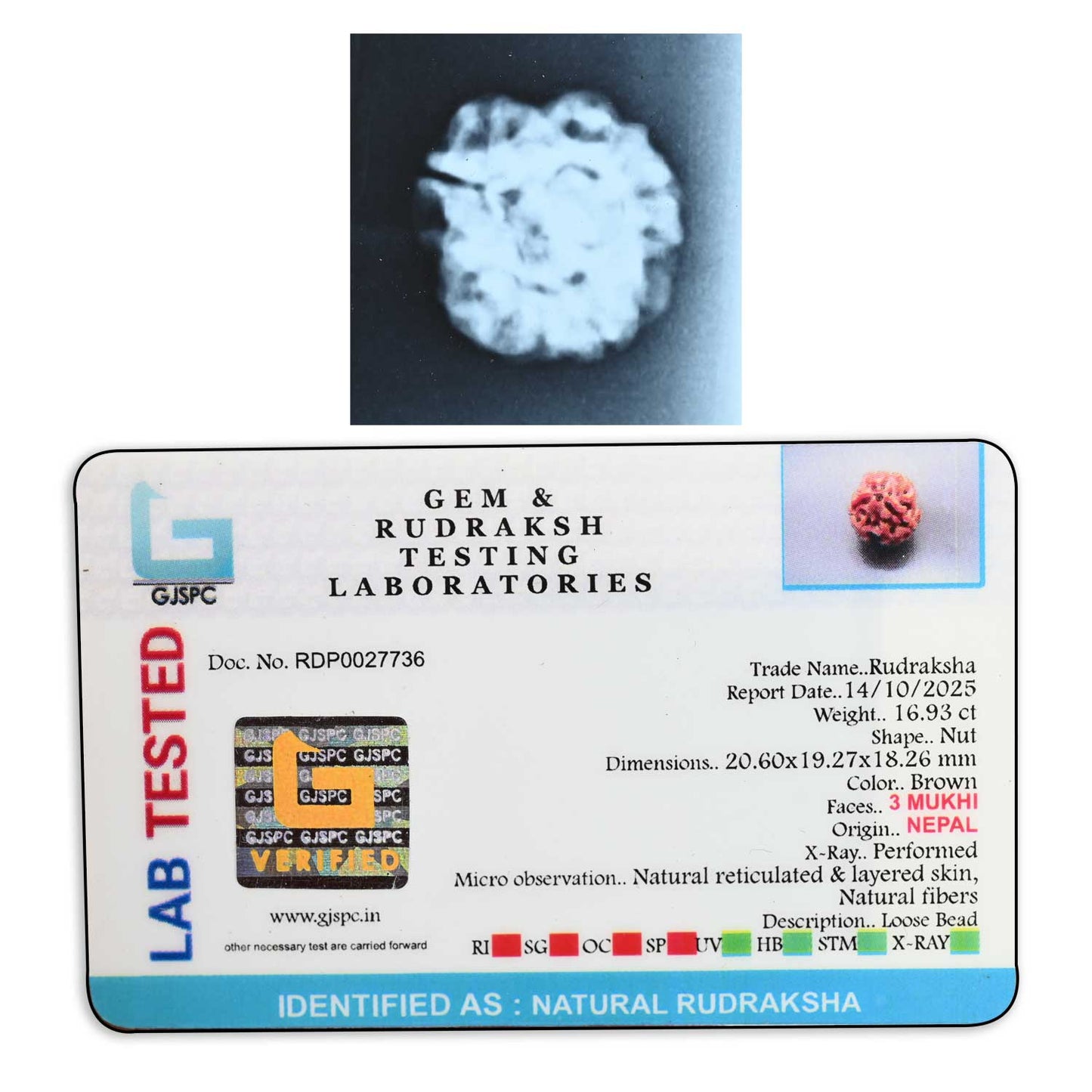 3 Mukhi Rudraksha (Nepal) 20.60 M.M.