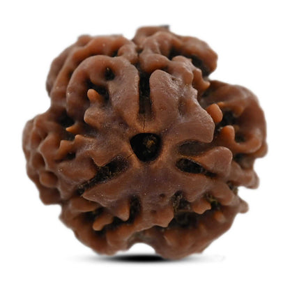 3 Mukhi Rudraksha (Nepal) 19.95 M.M.