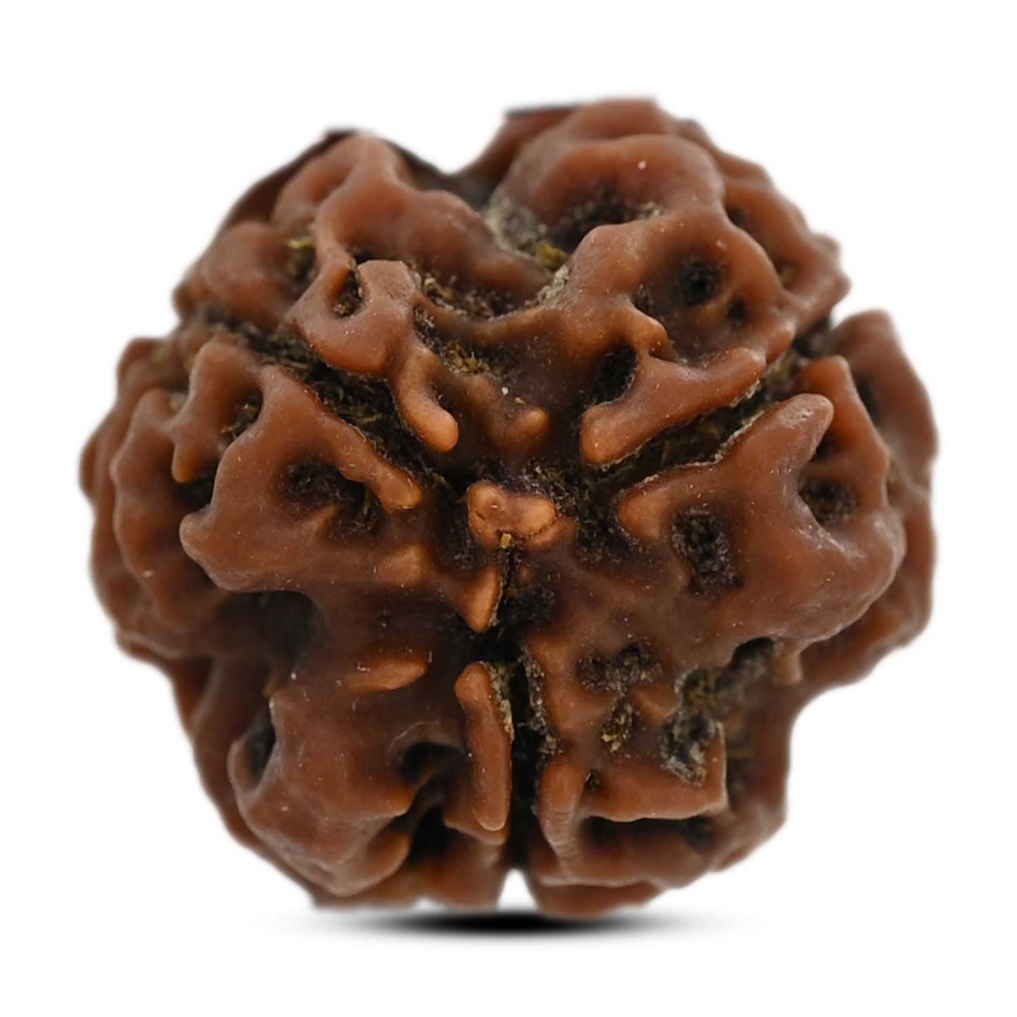 3 Mukhi Rudraksha (Nepal) 19.95 M.M.