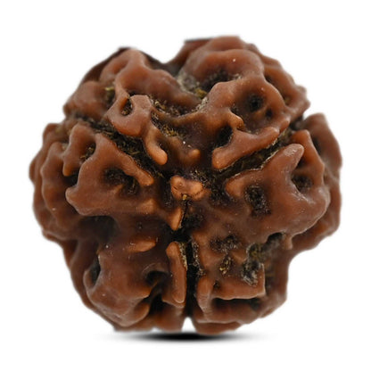 3 Mukhi Rudraksha (Nepal) 19.95 M.M.