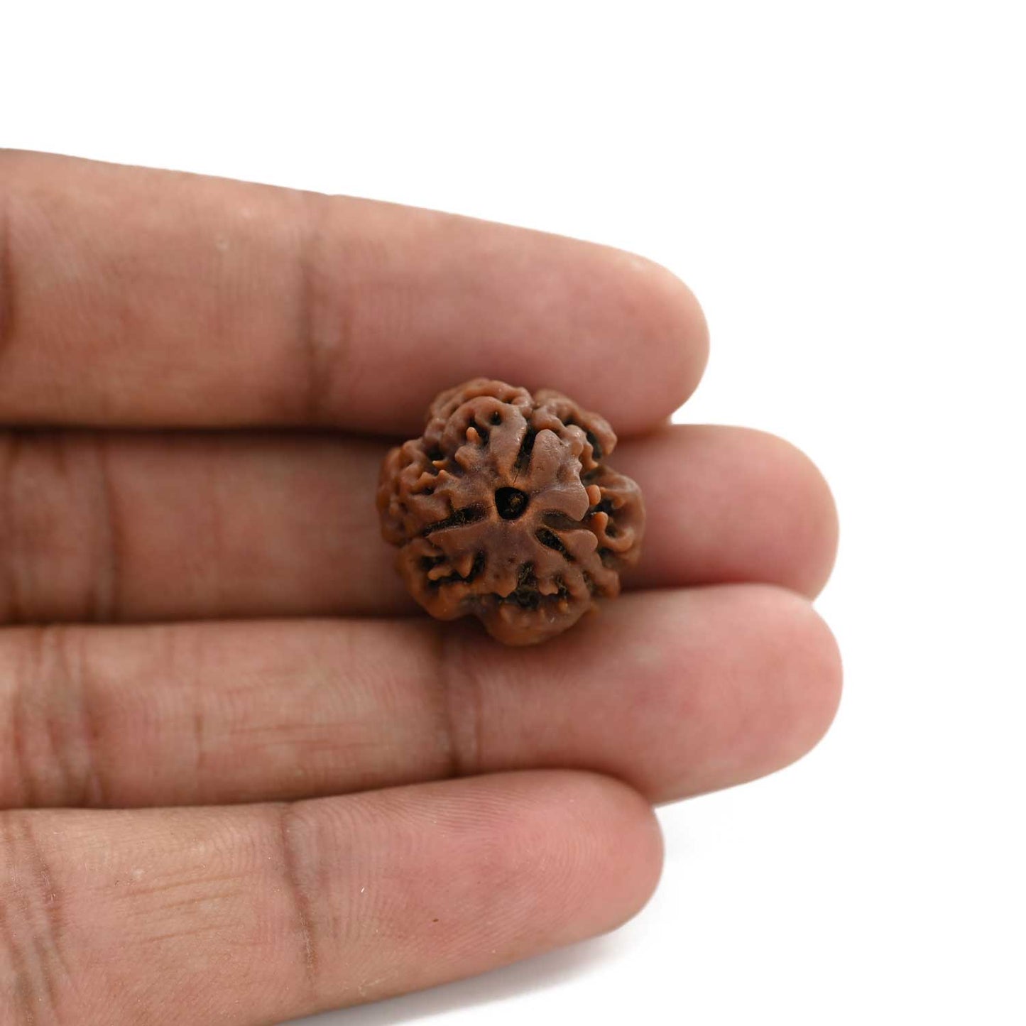 3 Mukhi Rudraksha (Nepal) 19.95 M.M.