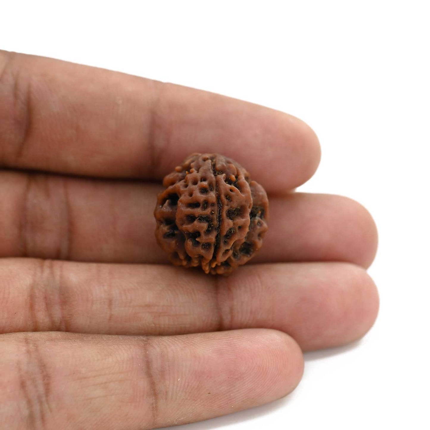 3 Mukhi Rudraksha (Nepal) 19.95 M.M.