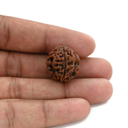 3 Mukhi Rudraksha (Nepal) 19.95 M.M.