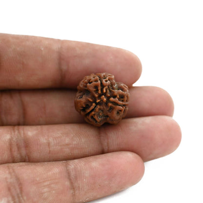 3 Mukhi Rudraksha (Nepal) 19.95 M.M.