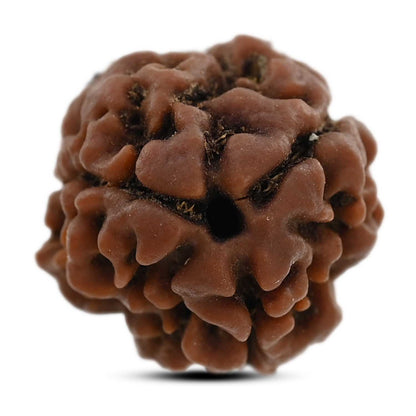 3 Mukhi Rudraksha (Nepal) 21.13 M.M.
