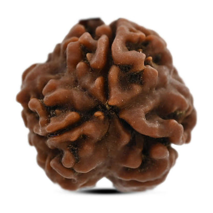 3 Mukhi Rudraksha (Nepal) 21.13 M.M.