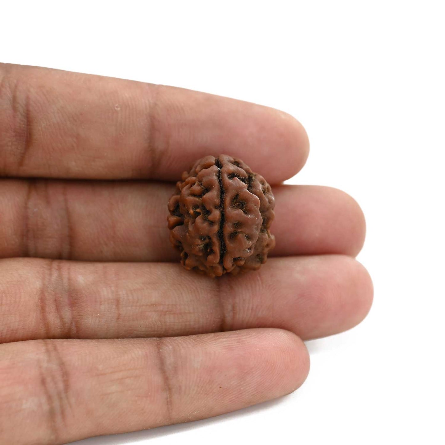 3 Mukhi Rudraksha (Nepal) 21.13 M.M.