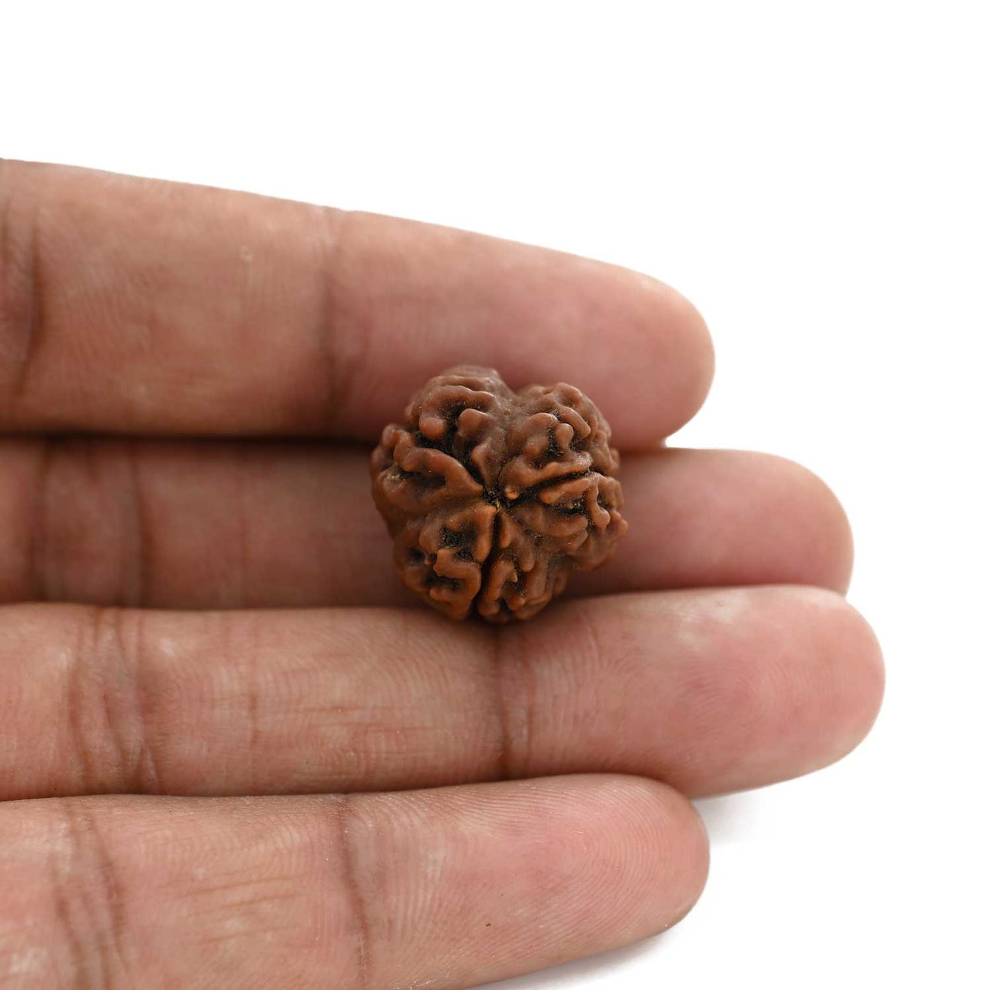 3 Mukhi Rudraksha (Nepal) 21.13 M.M.
