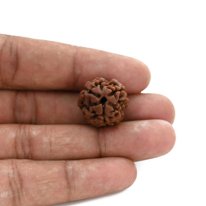 3 Mukhi Rudraksha (Nepal) 21.13 M.M.