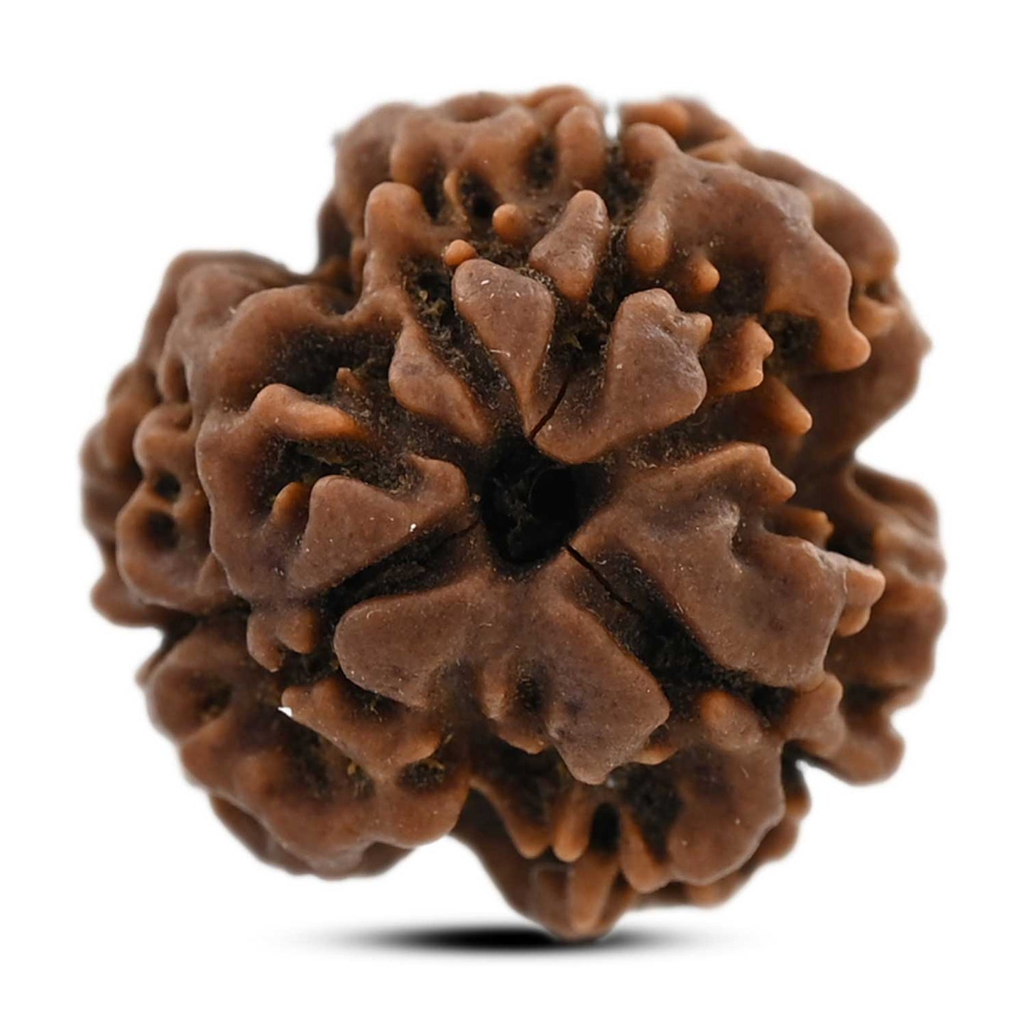 3 Mukhi Rudraksha (Nepal) 20.18 M.M.