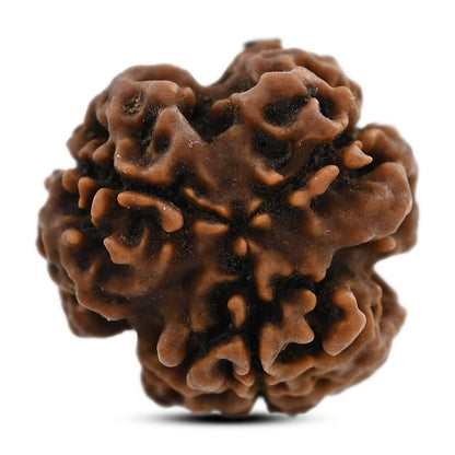 3 Mukhi Rudraksha (Nepal) 20.18 M.M.
