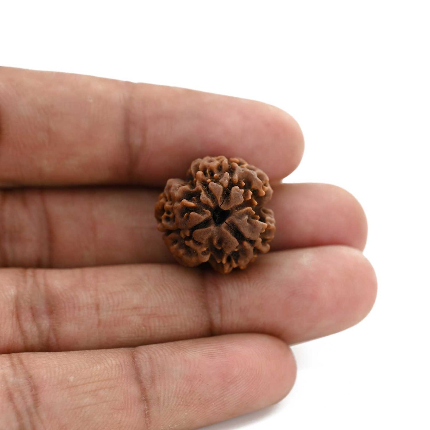 3 Mukhi Rudraksha (Nepal) 20.18 M.M.