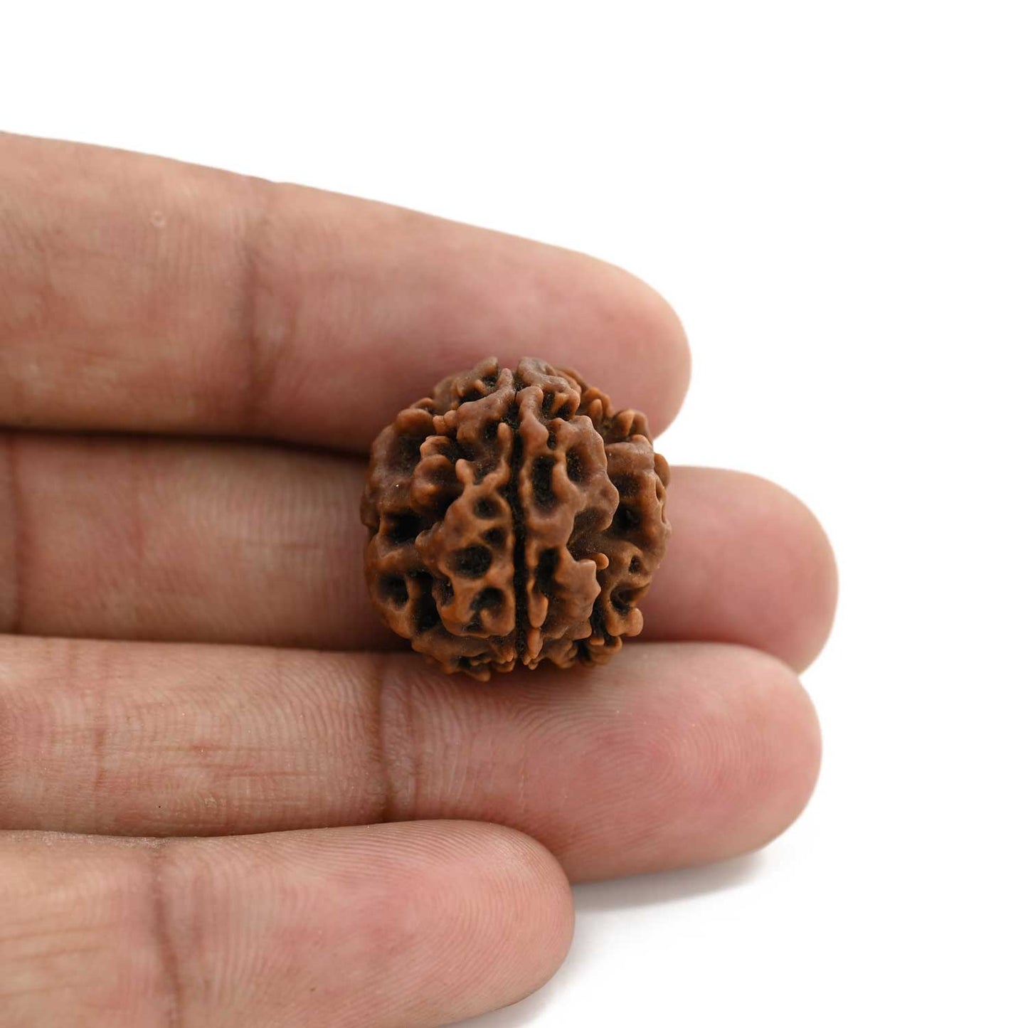 3 Mukhi Rudraksha (Nepal) 20.18 M.M.