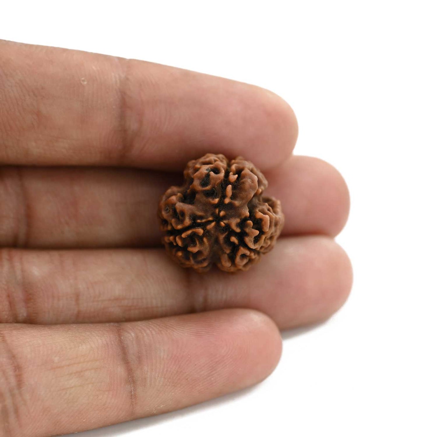 3 Mukhi Rudraksha (Nepal) 20.18 M.M.