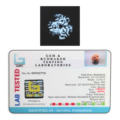 3 Mukhi Rudraksha (Nepal) 20.18 M.M.
