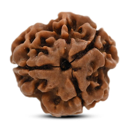 3 Mukhi Rudraksha (Nepal) 20.22 M.M.