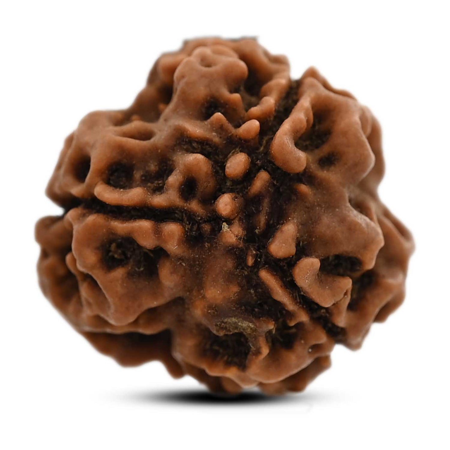 3 Mukhi Rudraksha (Nepal) 20.22 M.M.