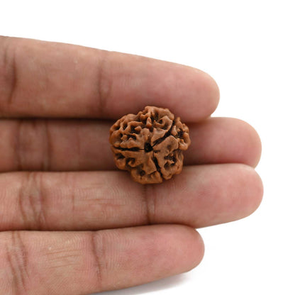 3 Mukhi Rudraksha (Nepal) 20.22 M.M.