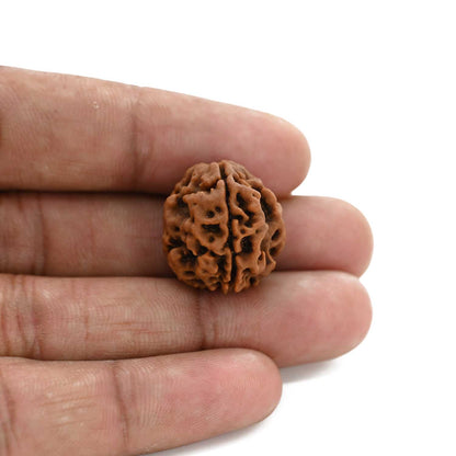 3 Mukhi Rudraksha (Nepal) 20.22 M.M.