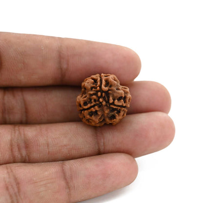 3 Mukhi Rudraksha (Nepal) 20.22 M.M.
