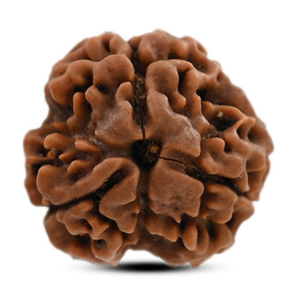 3 Mukhi Rudraksha (Nepal) 20.21 M.M.
