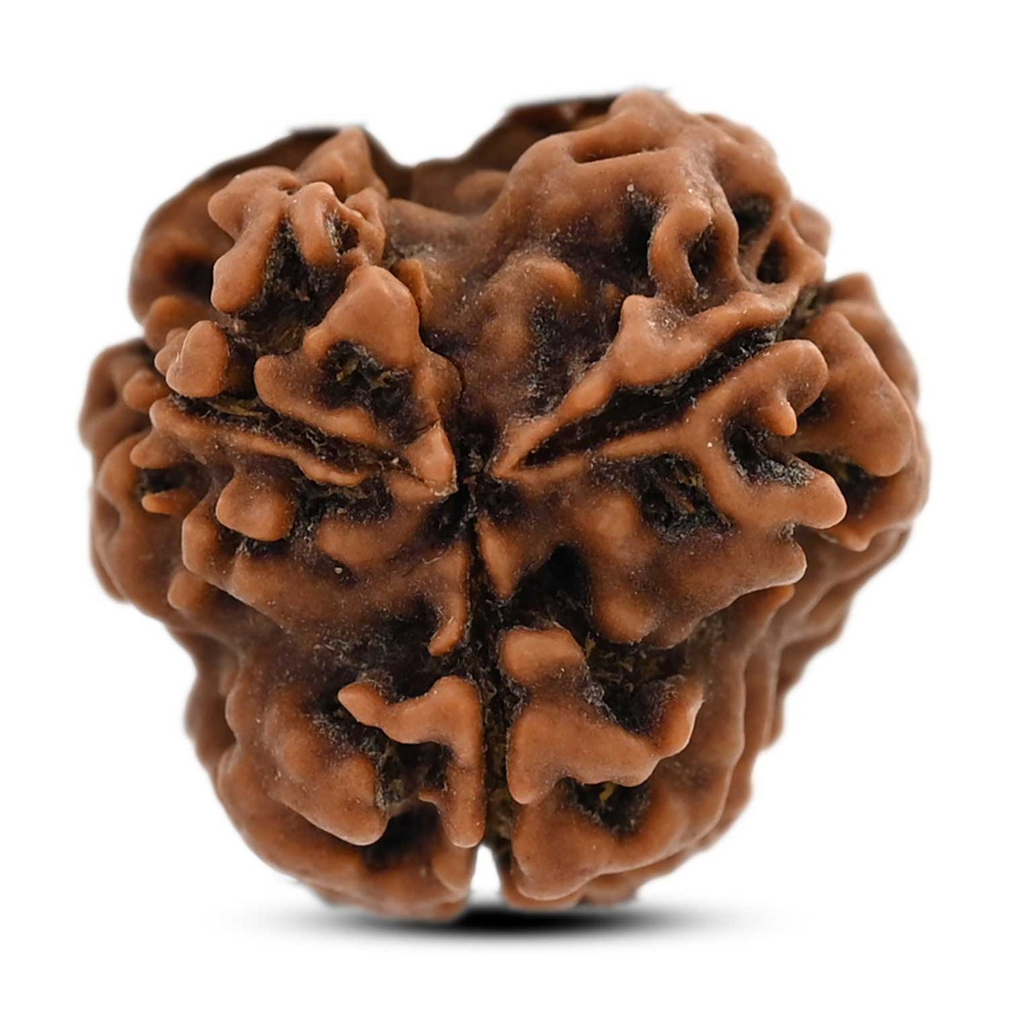 3 Mukhi Rudraksha (Nepal) 20.21 M.M.