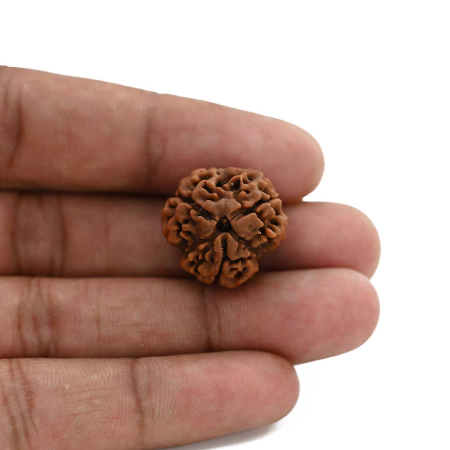 3 Mukhi Rudraksha (Nepal) 20.21 M.M.