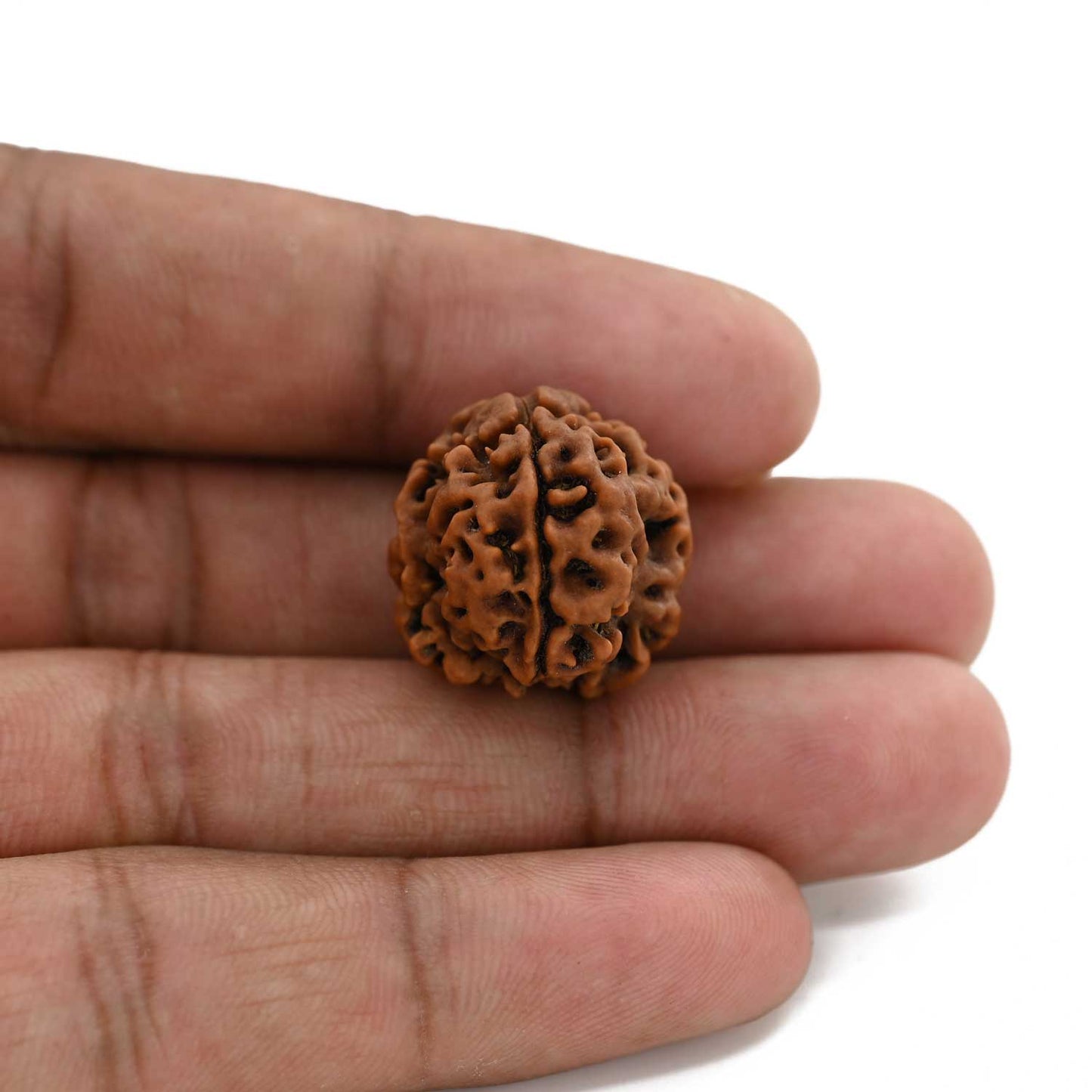 3 Mukhi Rudraksha (Nepal) 20.21 M.M.