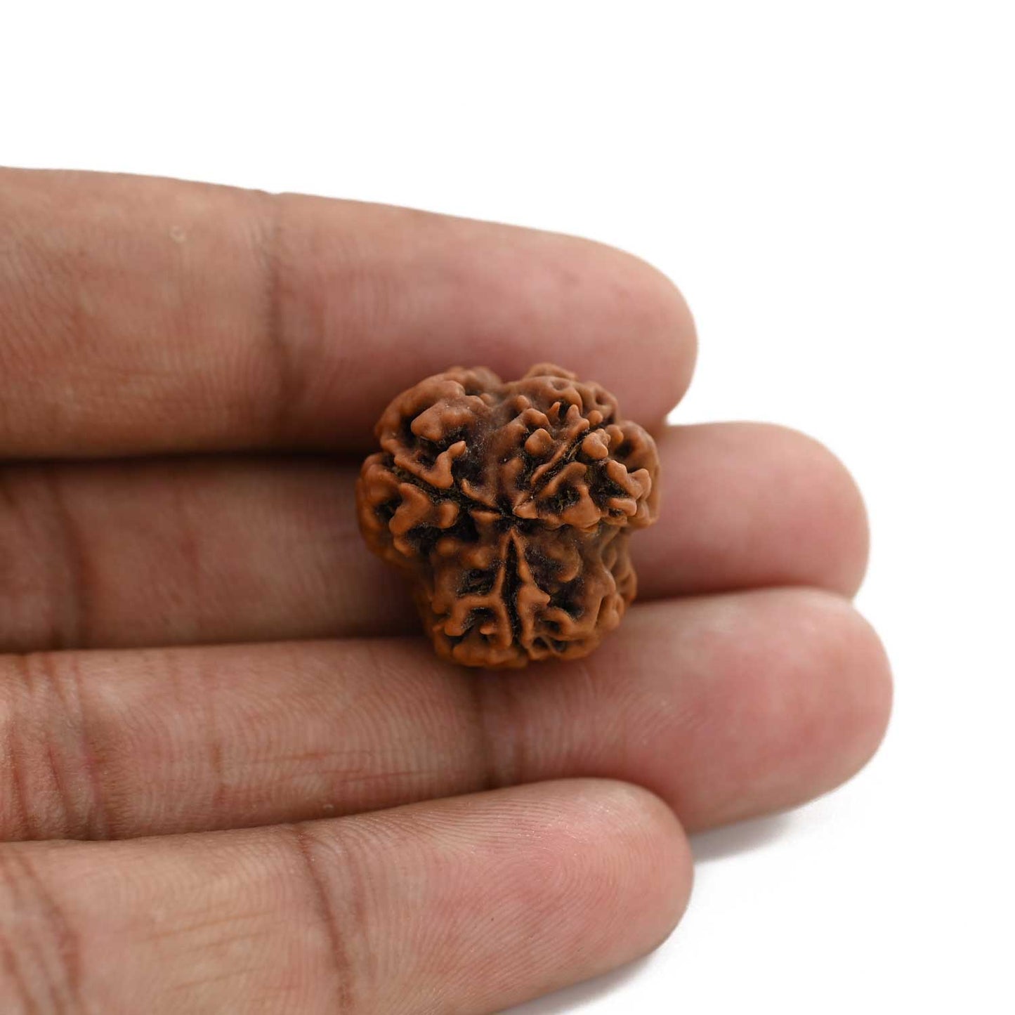 3 Mukhi Rudraksha (Nepal) 20.21 M.M.