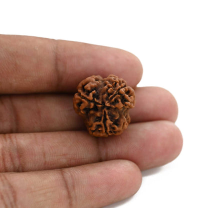 3 Mukhi Rudraksha (Nepal) 20.21 M.M.