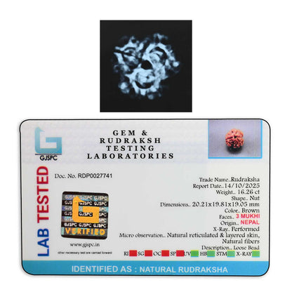 3 Mukhi Rudraksha (Nepal) 20.21 M.M.
