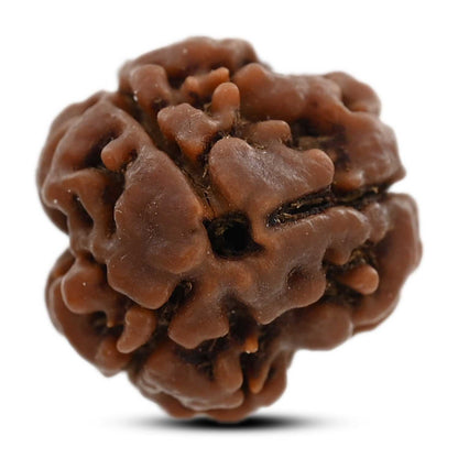 3 Mukhi Rudraksha (Nepal) 19.40 M.M.
