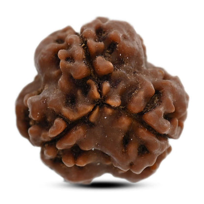 3 Mukhi Rudraksha (Nepal) 19.40 M.M.