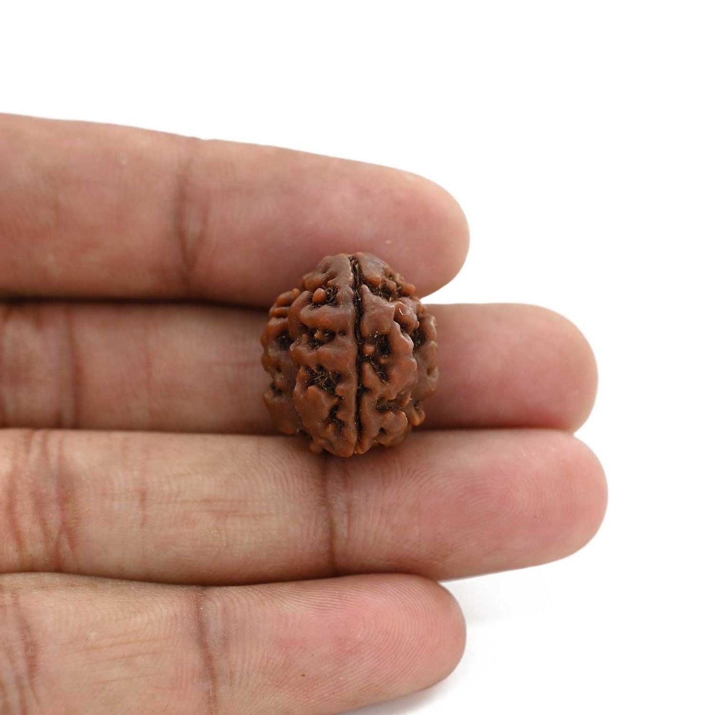 3 Mukhi Rudraksha (Nepal) 19.40 M.M.