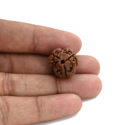3 Mukhi Rudraksha (Nepal) 19.40 M.M.