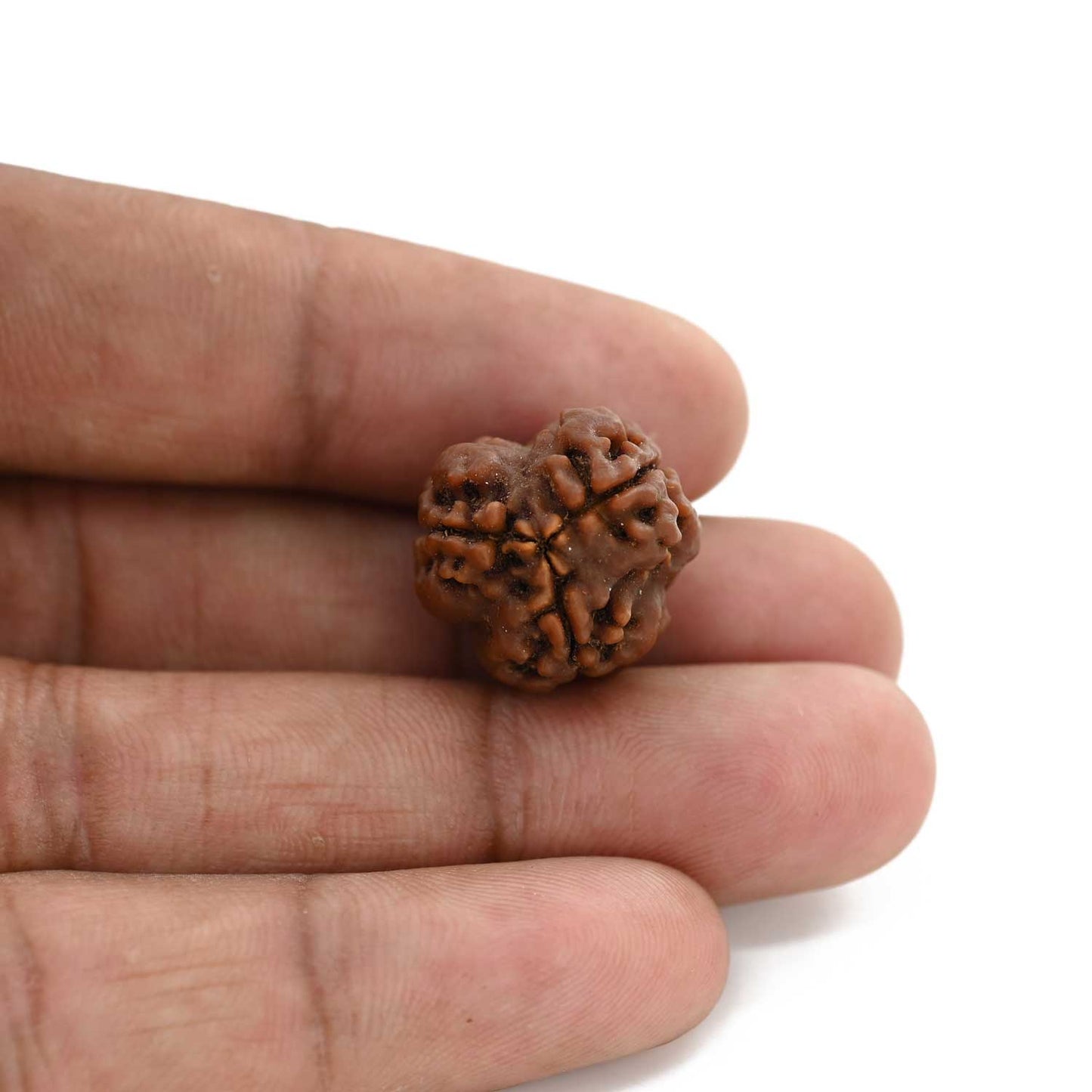 3 Mukhi Rudraksha (Nepal) 19.40 M.M.