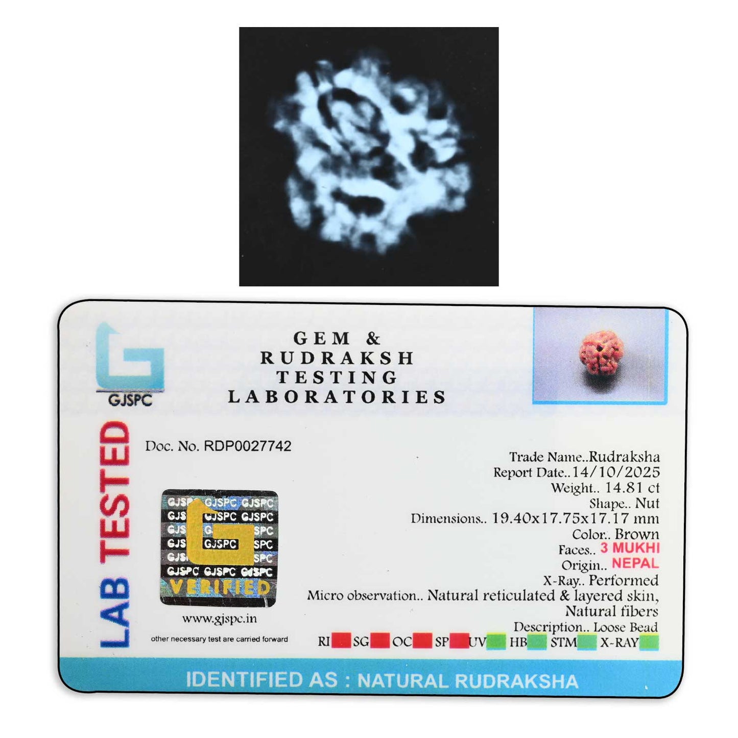 3 Mukhi Rudraksha (Nepal) 19.40 M.M.