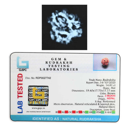 3 Mukhi Rudraksha (Nepal) 19.40 M.M.