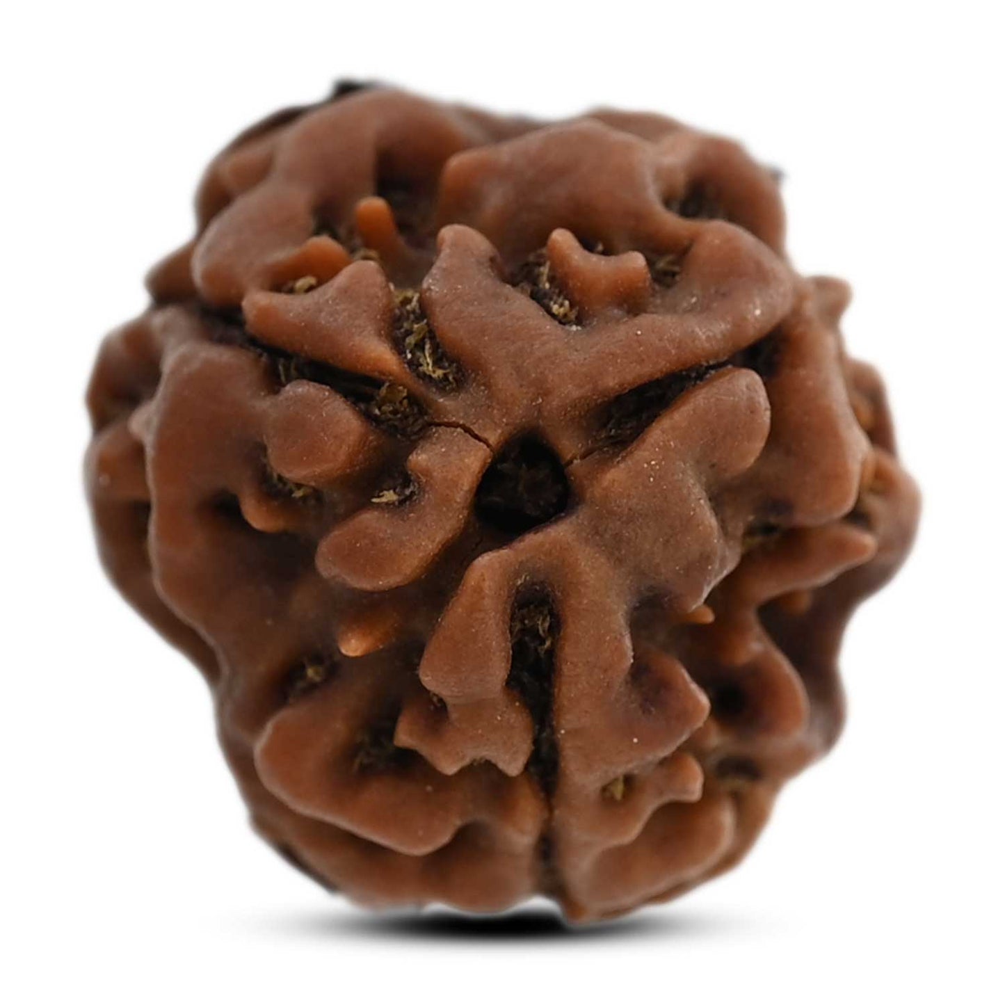 3 Mukhi Rudraksha (Nepal) 18.70 M.M.