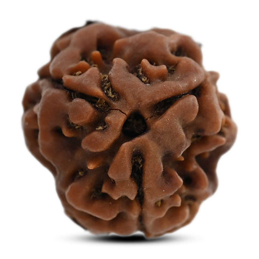 3 Mukhi Rudraksha (Nepal) 18.70 M.M.